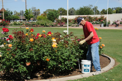 Volunteer pruning roses